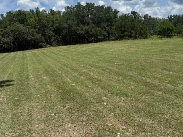 After — the same field cut, with mower stripes running back toward the trees.