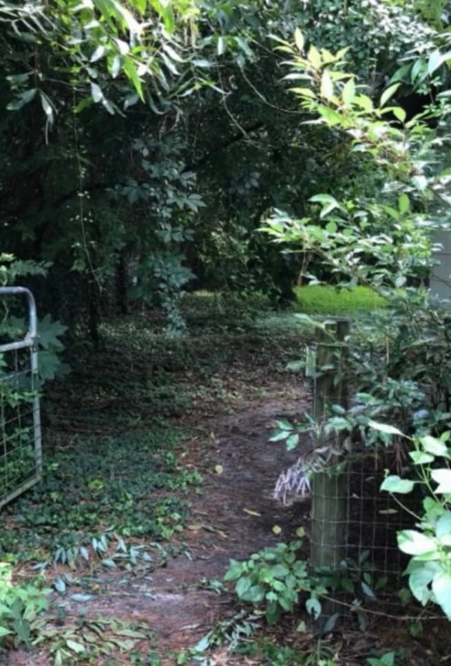 Before — a wire farm gate half-swallowed by vines and brush, the path behind it closed in.